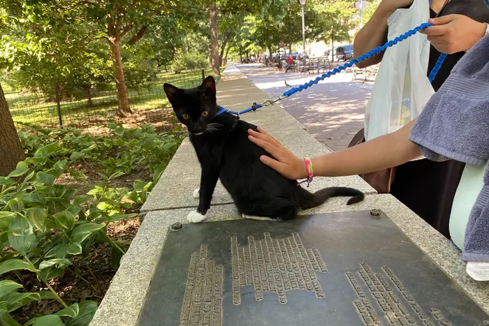 A tuxedo cat on a leash stands on a stone block near a park.